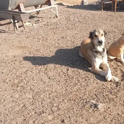 یک سگ گله ای|سگ|سمنان, |دیوار