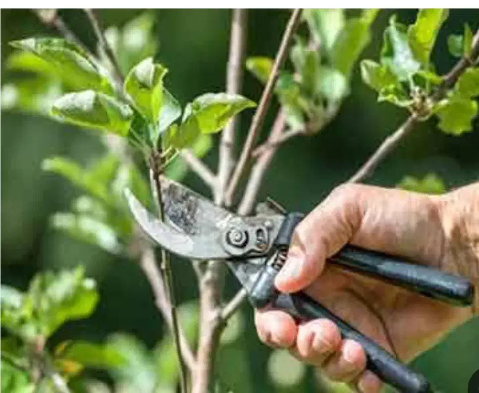 باغبانی|خدمات باغبانی و درختکاری|گلپایگان, |دیوار