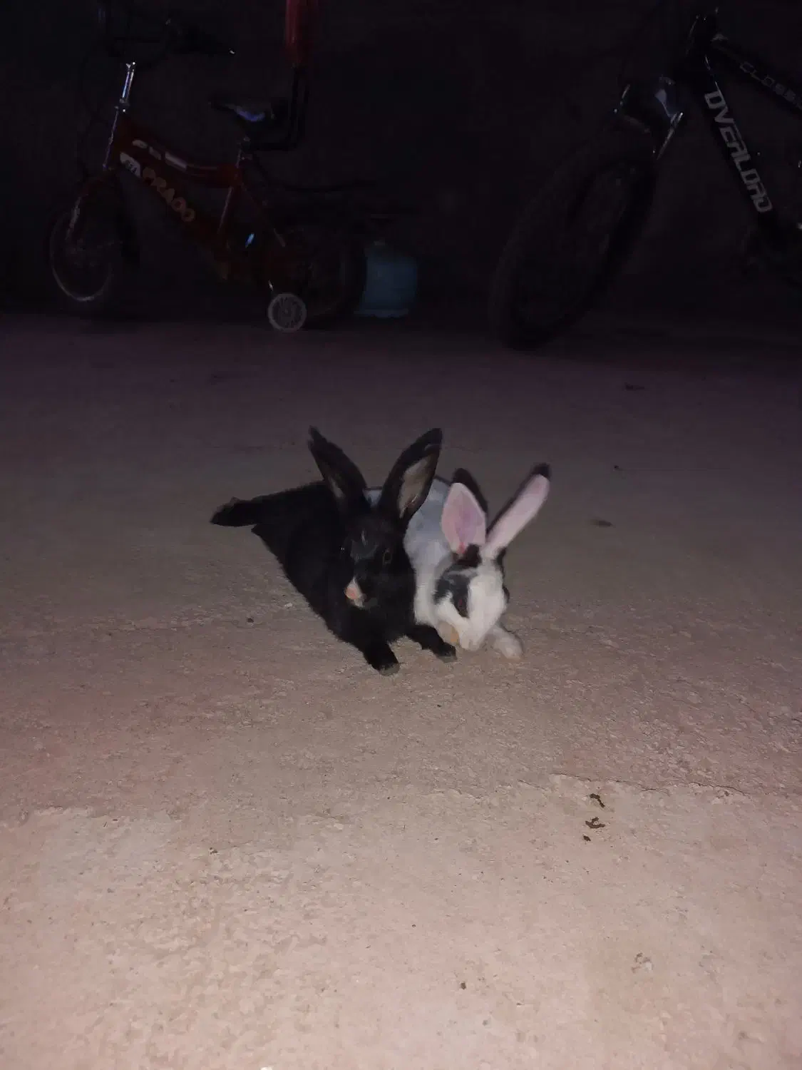 خرگوش اهلی|موش و خرگوش|عطاملک, |دیوار