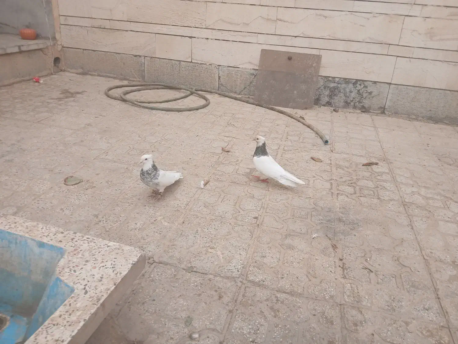 کبوتر|پرنده|شهرضا, |دیوار