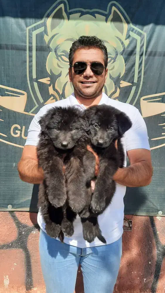 ژرمن بلک BLAK توله میکروچیپ دار|سگ|تهران, پیکان شهر|دیوار