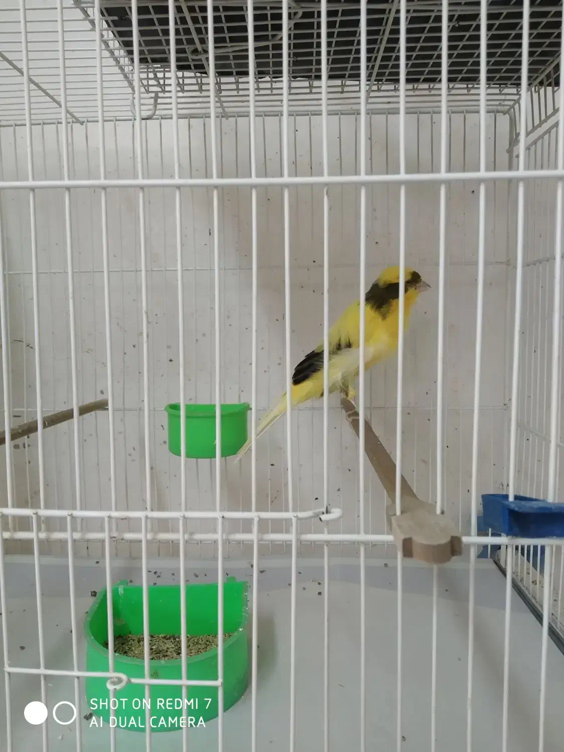 قناری بلند،سرخ برفکی هلندی،سوخته سرخ|پرنده|مشهد, امام خمینی|دیوار