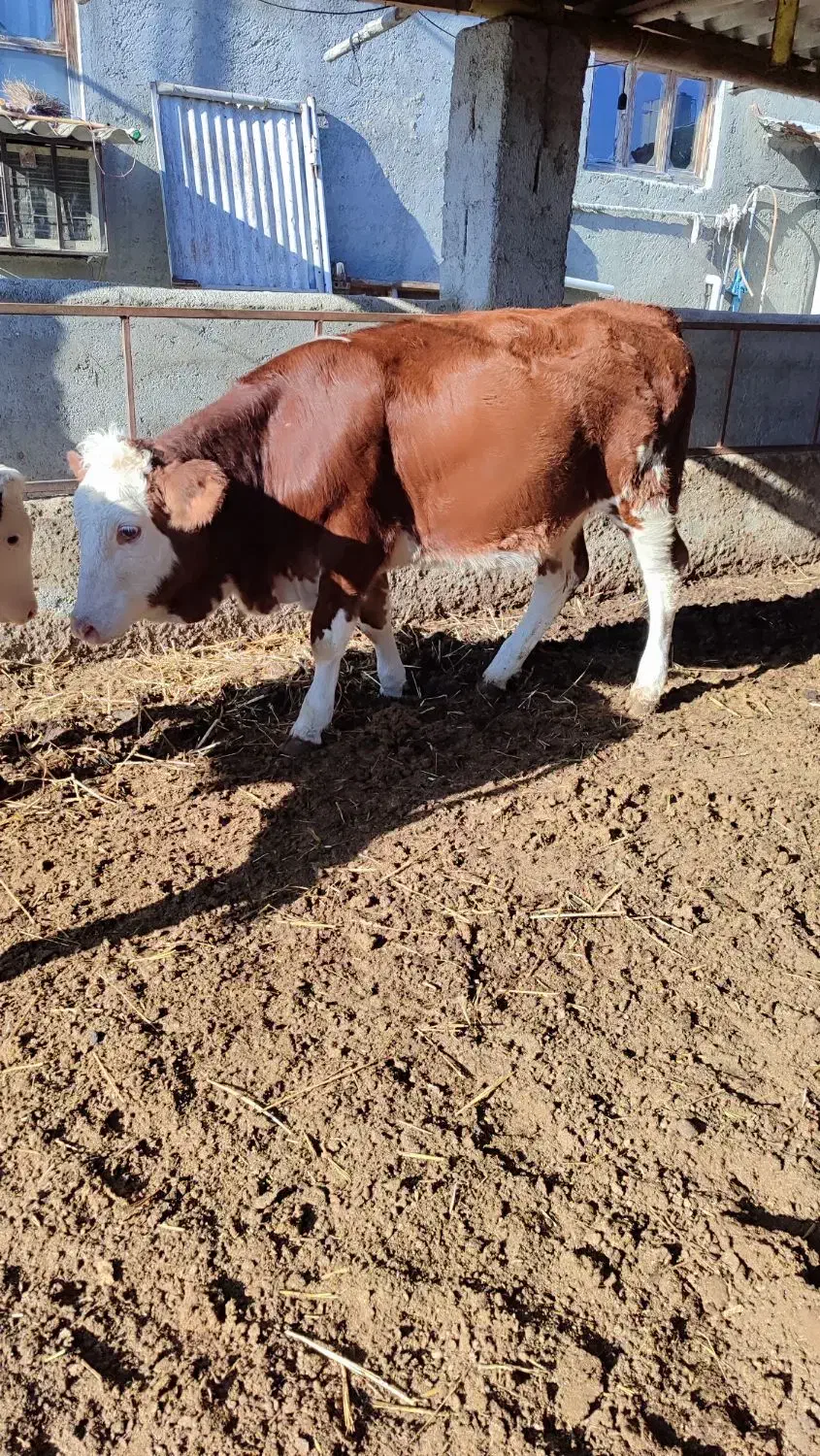 تلیسه مونت سیمینتال قرمز شرابی جنس|حیوانات مزرعه|گمیشان, |دیوار