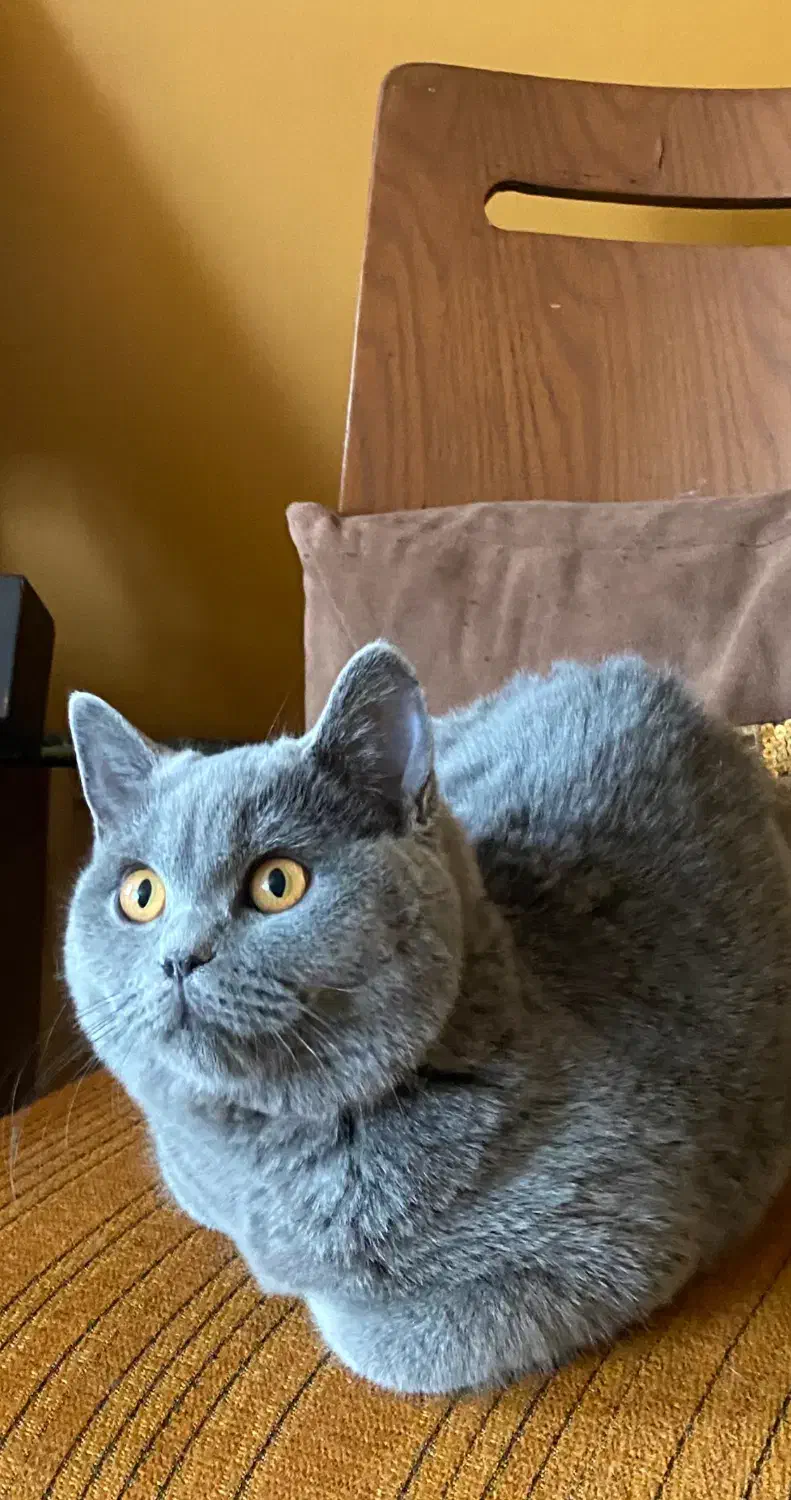 بریتیش بلو|گربه|تهران, سعادت‌آباد|دیوار