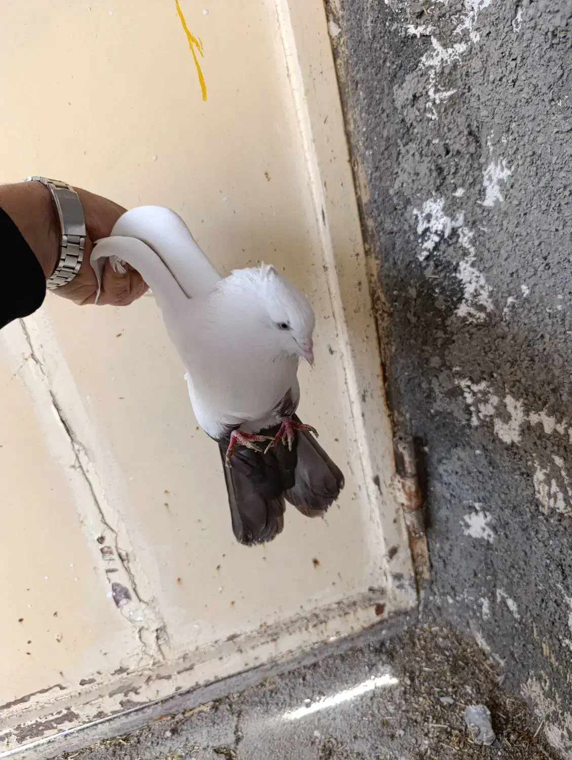 کفتر|پرنده|کرمانشاه, |دیوار