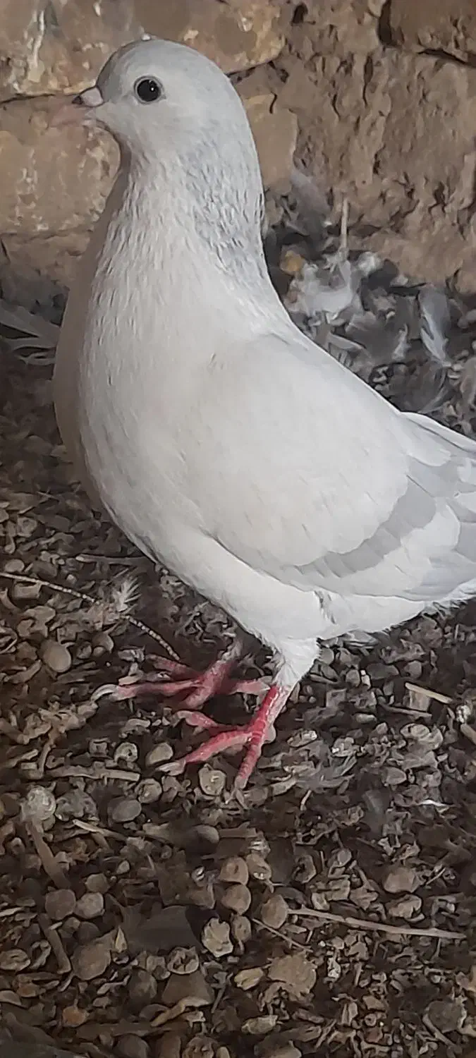 نره لایی|پرنده|نیمروز, |دیوار