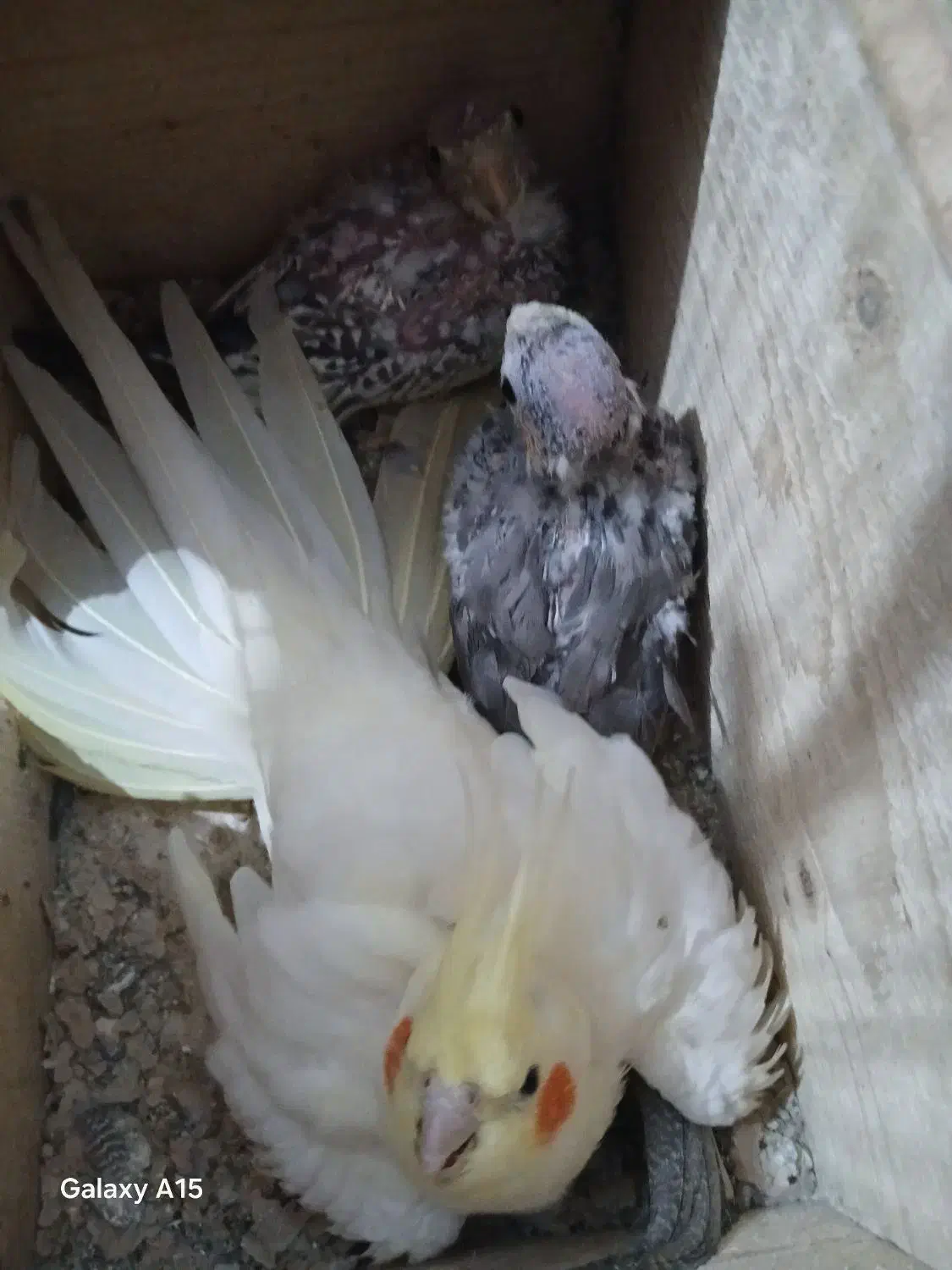 جوجه عروس هلنی|پرنده|سلمان‌شهر, |دیوار