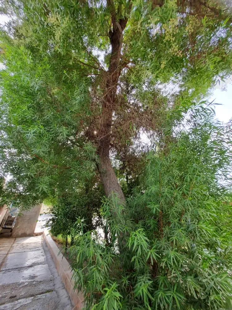 هرس وقطع کردن انواع درخت ها با خریدقیمت خوب|خدمات باغبانی و درختکاری|قشم, |دیوار