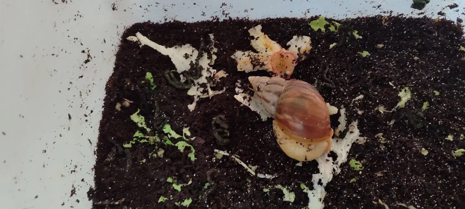 فروش حلزون|خزنده|اصفهان, شهرک امام زمان|دیوار