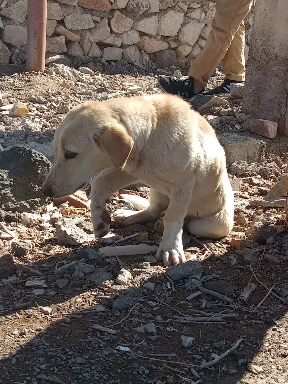 پا کوتاه|سگ|بیرجند, |دیوار