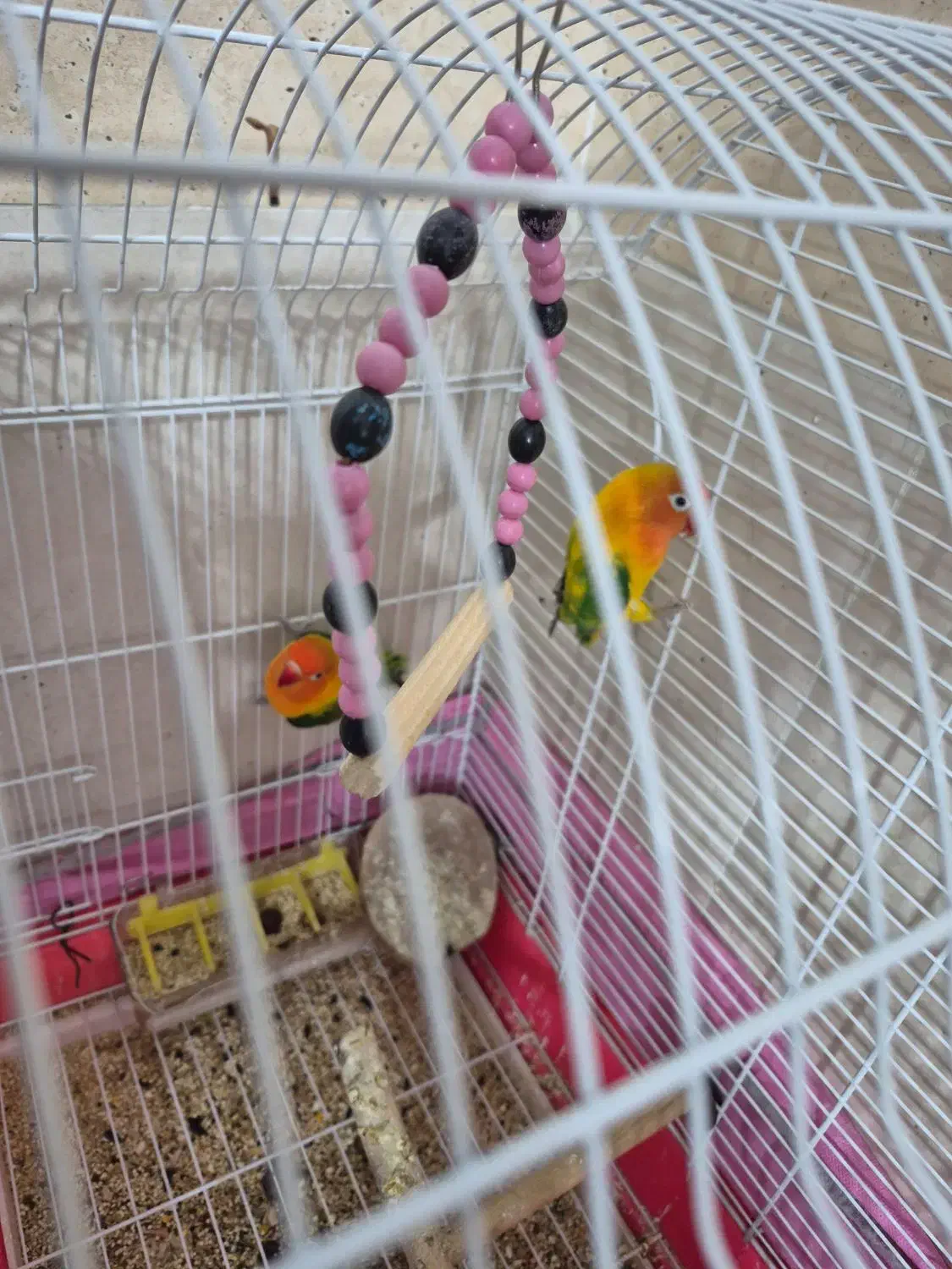 کتوله برزیلی|پرنده|زرند, |دیوار