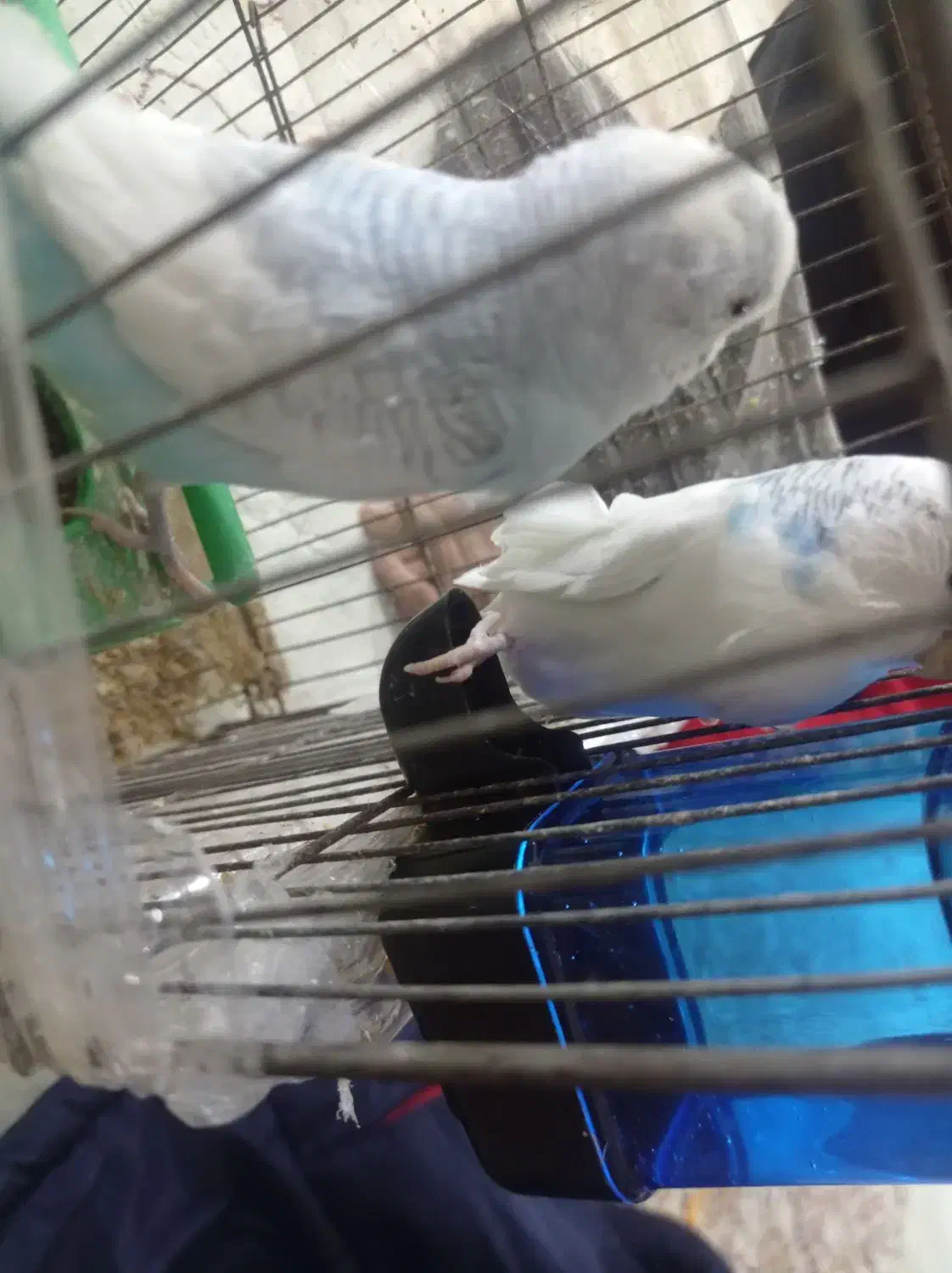 مرغ عشق نرو ماده ۳ عدد تخم مرغ|پرنده|اردبیل, |دیوار