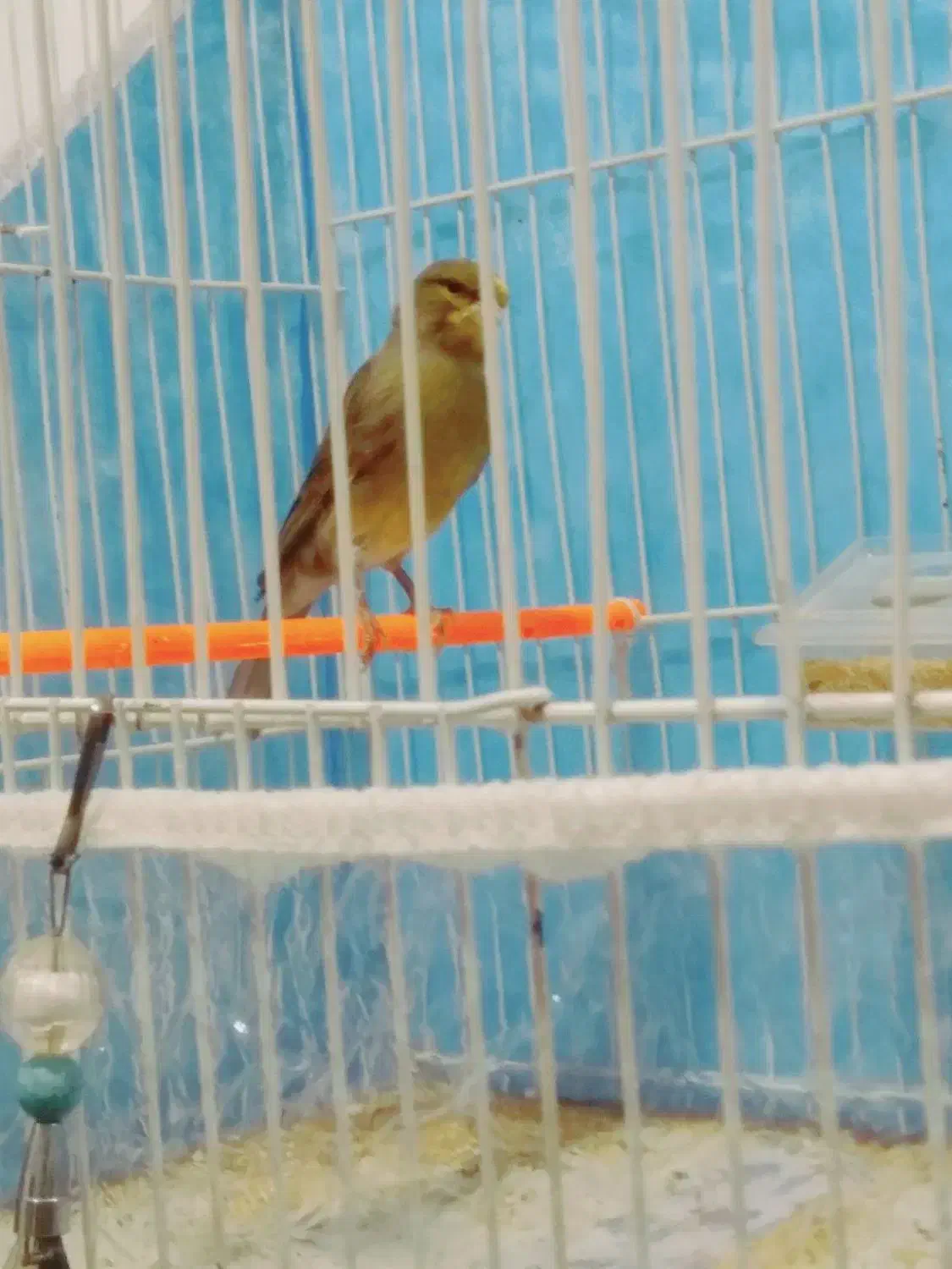 قناری مستخون شلاقی فنچ طوطی مرغ عشق عروس میناسهره|پرنده|مشهد, ایوان|دیوار