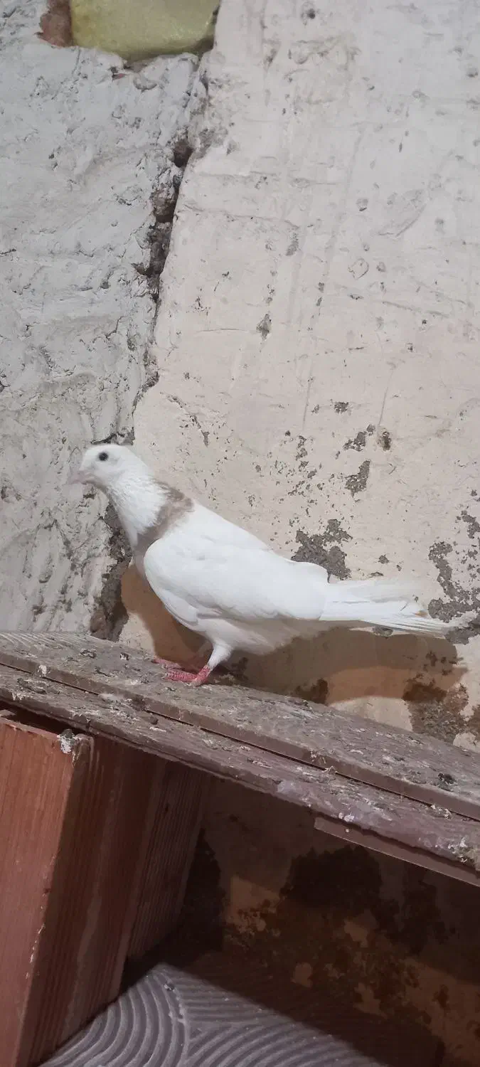 کلفه ماده عسل همدانی|پرنده|اردبیل, |دیوار