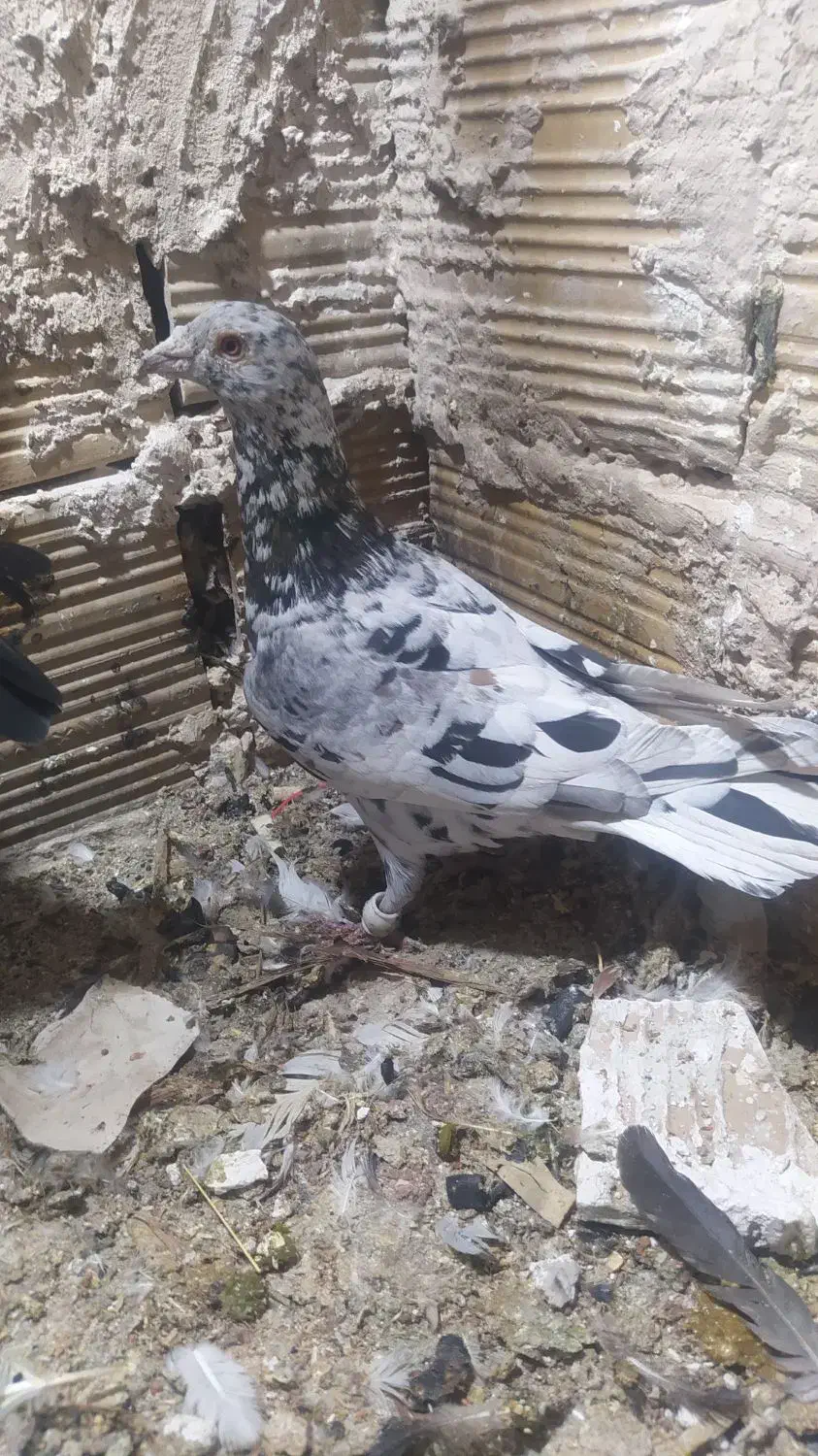 کفتر پرشی|پرنده|الوند, |دیوار