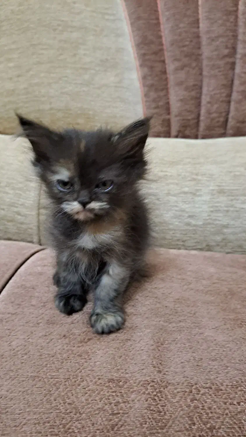 بچه گربه پرشین-هیمالین|گربه|یزد, |دیوار