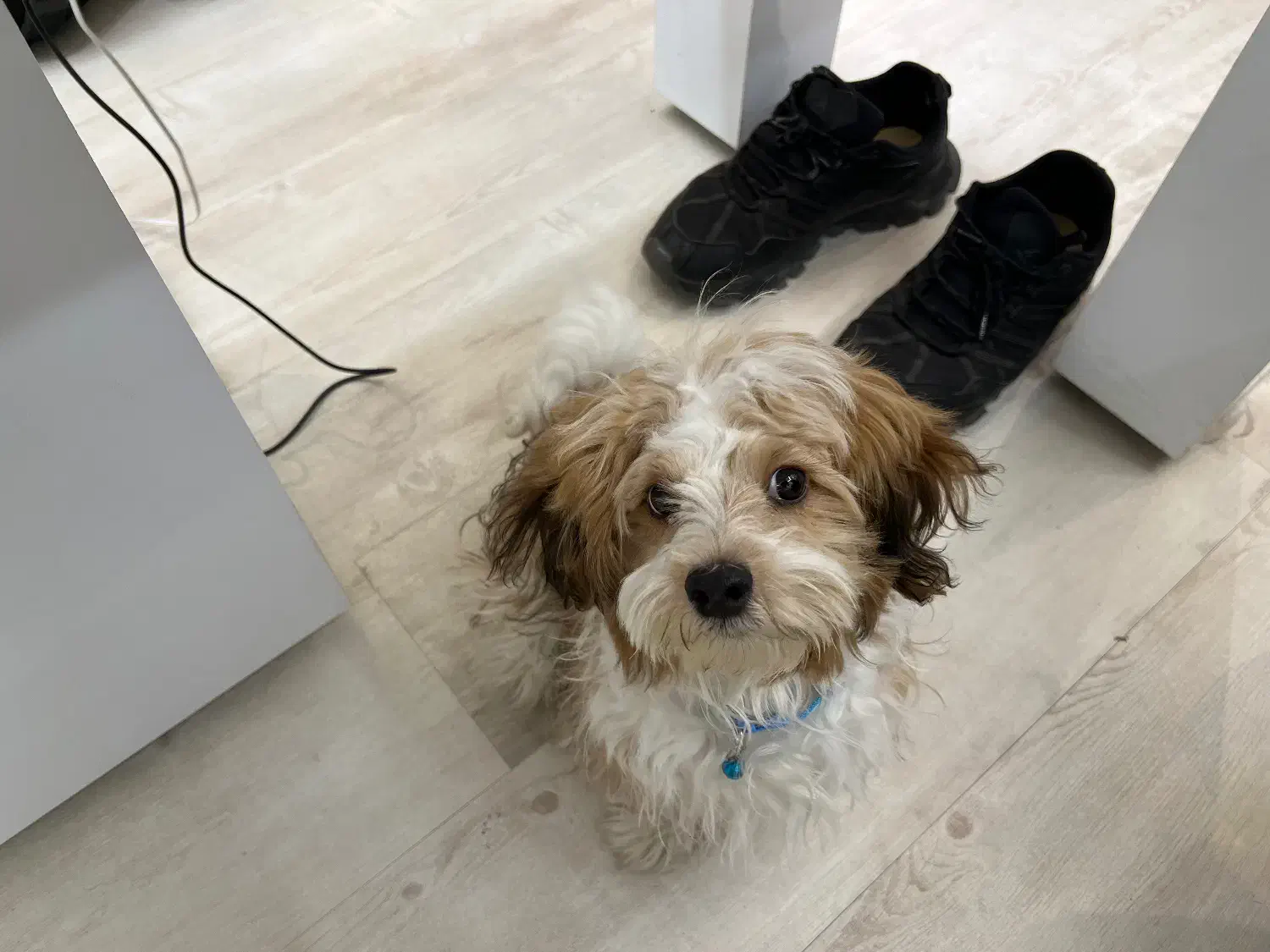 سگ شیتزو|سگ|اصفهان, باغ زرشک|دیوار