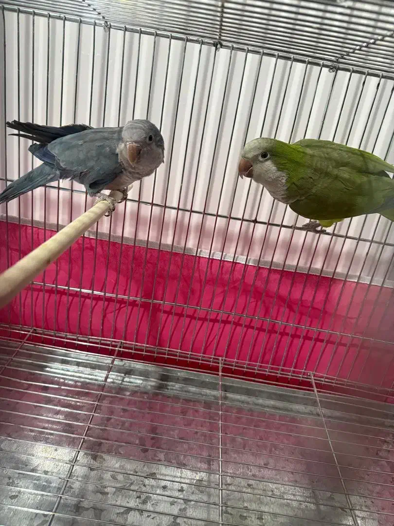 فروش فوری جفت راهب کارداده|پرنده|پیر بکران, |دیوار