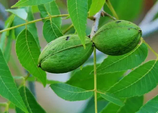 نهال گردو پکان پیوندی|خدمات باغبانی و درختکاری|قیدار, |دیوار