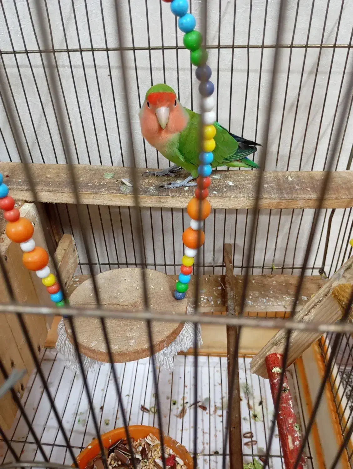 طوطی برزیلی نر خوشگل و خوش رنگ قشنگ میخونه|پرنده|تهران, شهرک طالقانی|دیوار