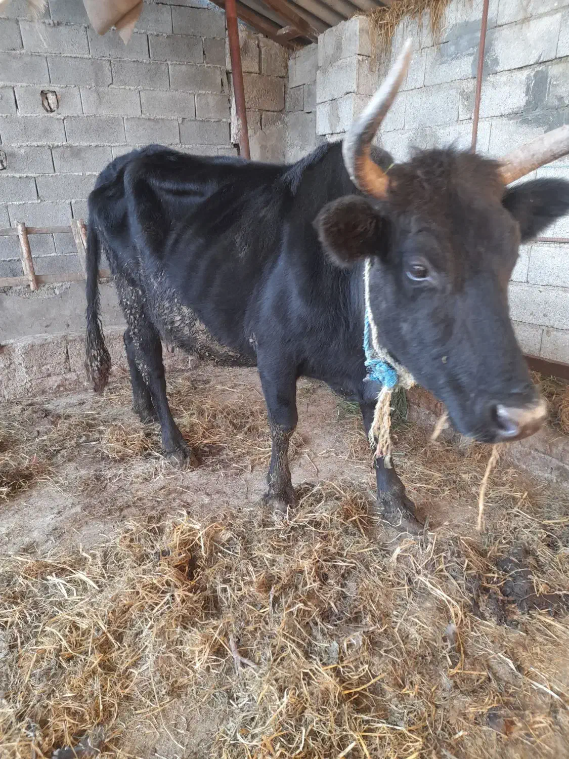 گاو شیرده هم آبستن ۳ماه|حیوانات مزرعه|قائمشهر, |دیوار