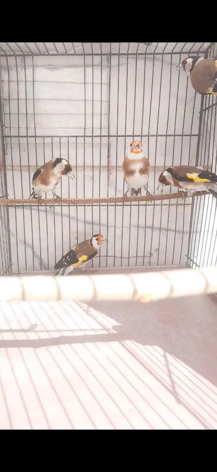 سهره نقاب اروپایی(پرتقالی)|پرنده|مهریز, |دیوار