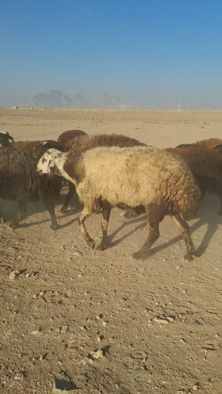 فروش قوچ پلنگی|حیوانات مزرعه|خنداب, |دیوار