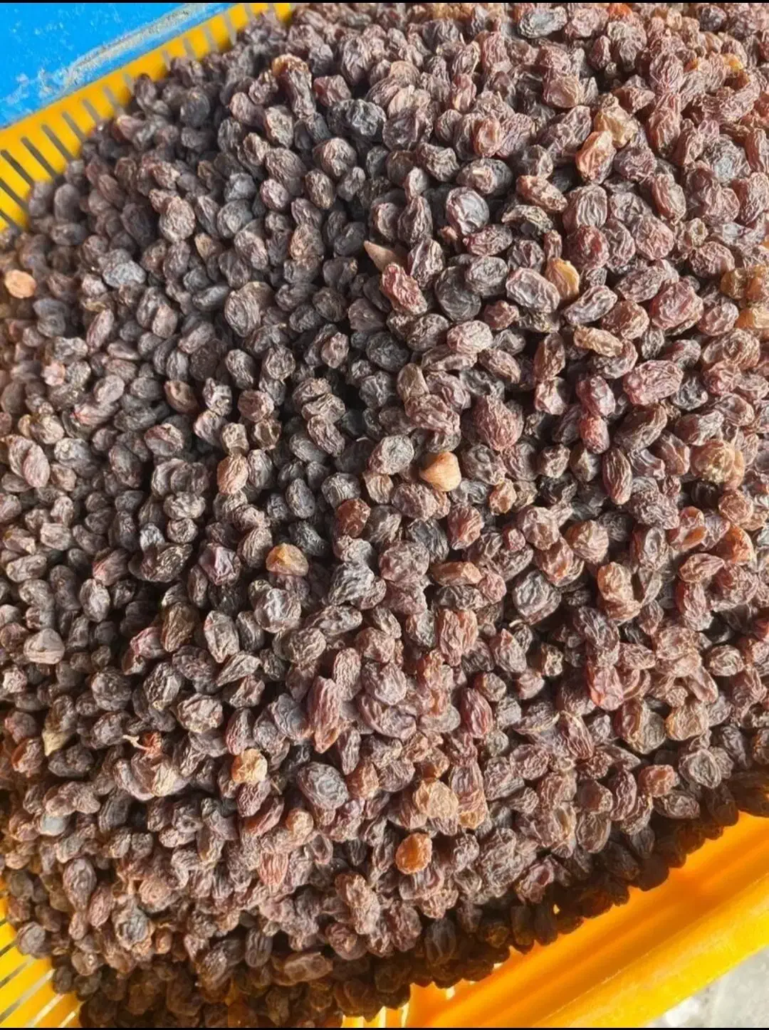 کشمش مانی|خوردنی و آشامیدنی|تاکستان, |دیوار