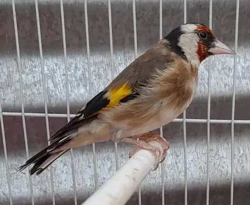 قناری سهره چهار گل جوجه قفسی مست|پرنده|مشهد, امیر آباد|دیوار