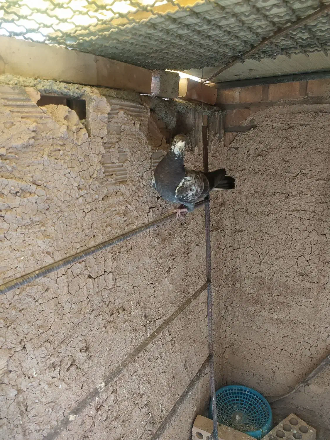 دوعدد گفتر یدونه ماده دوکت سیاه ویکی جوجه سرور|پرنده|کهریزک, |دیوار