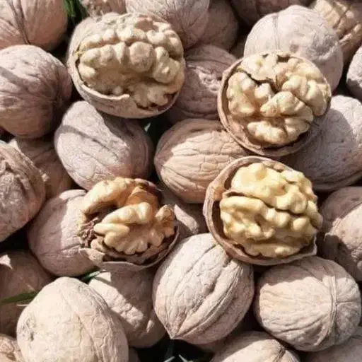 گردو درشت پر مغز|خوردنی و آشامیدنی|تربت جام, شهید مدرس|دیوار