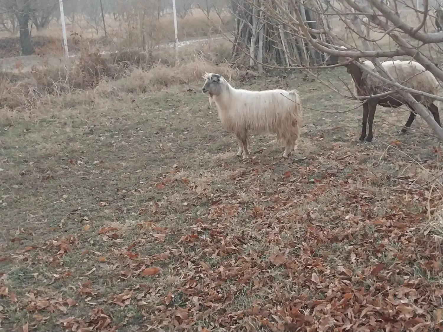 یک بزغاله نر|حیوانات مزرعه|اشنویه, |دیوار