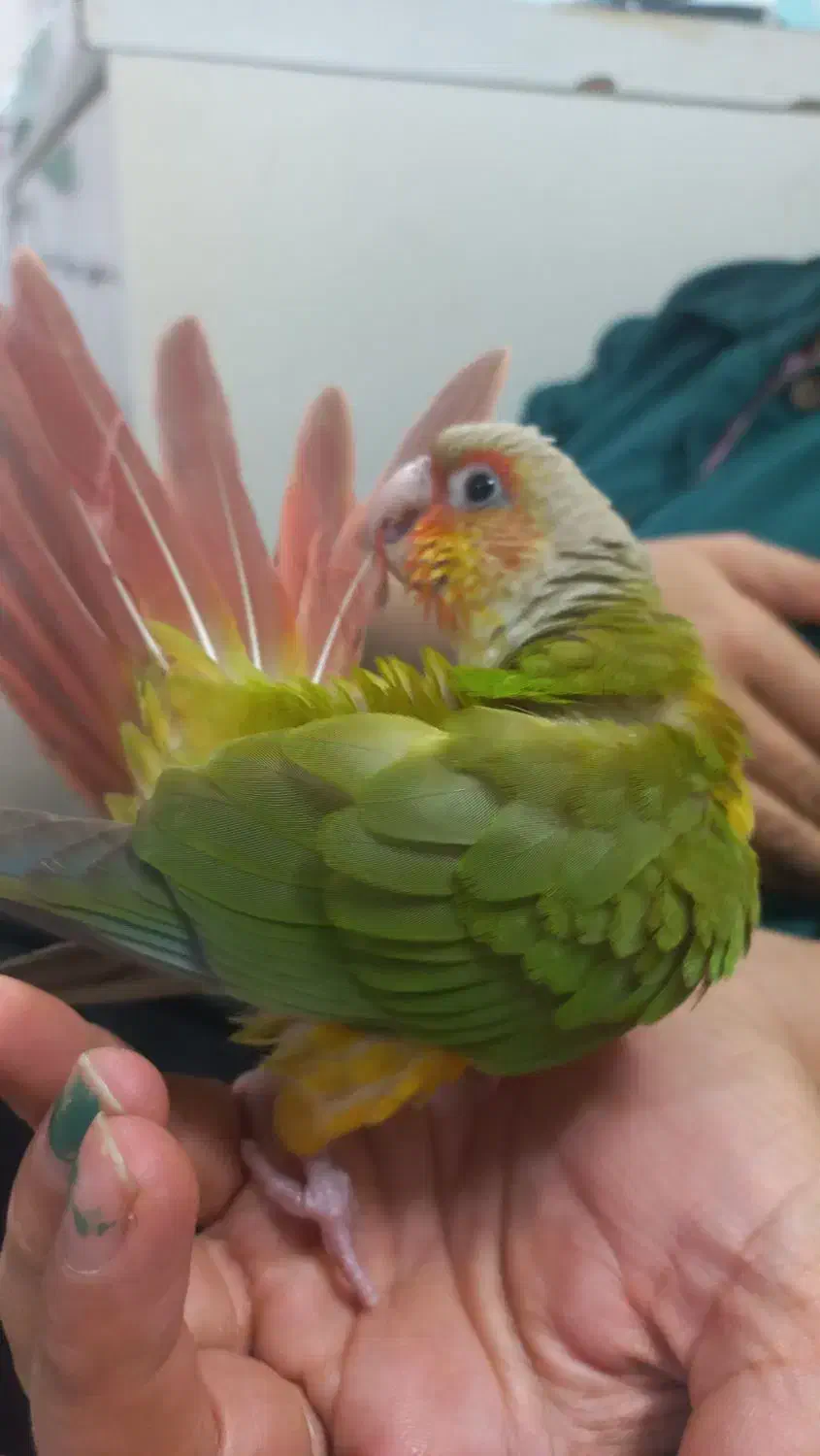 پرنده گمشده|حیوانات|خمین, |دیوار