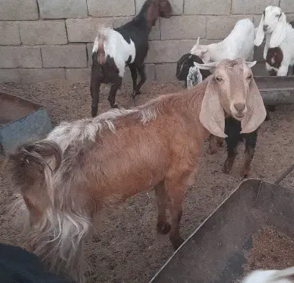 بز پاکستانی|حیوانات مزرعه|شهرضا, |دیوار