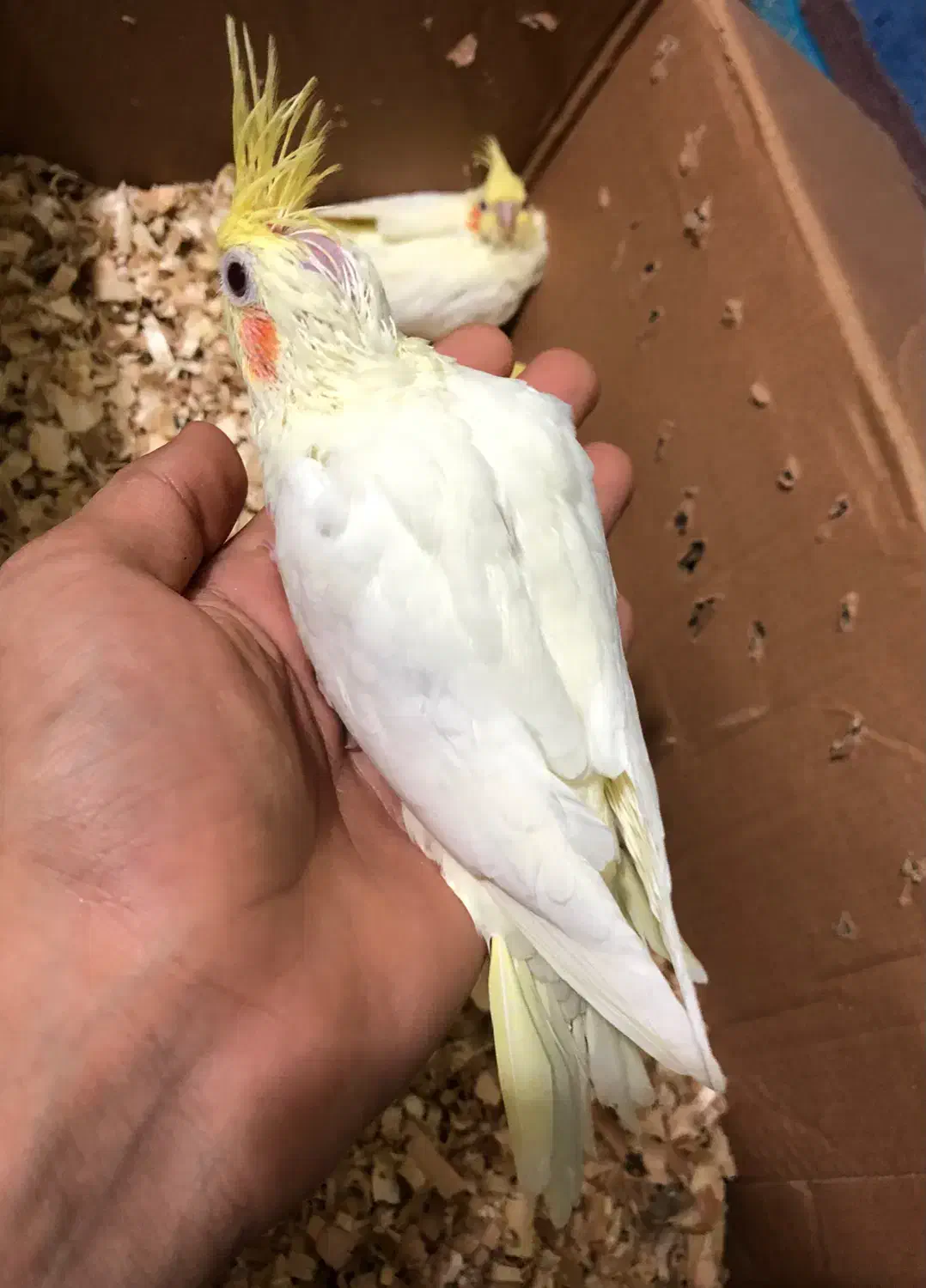 عروس هلندی|پرنده|بندرعباس, |دیوار