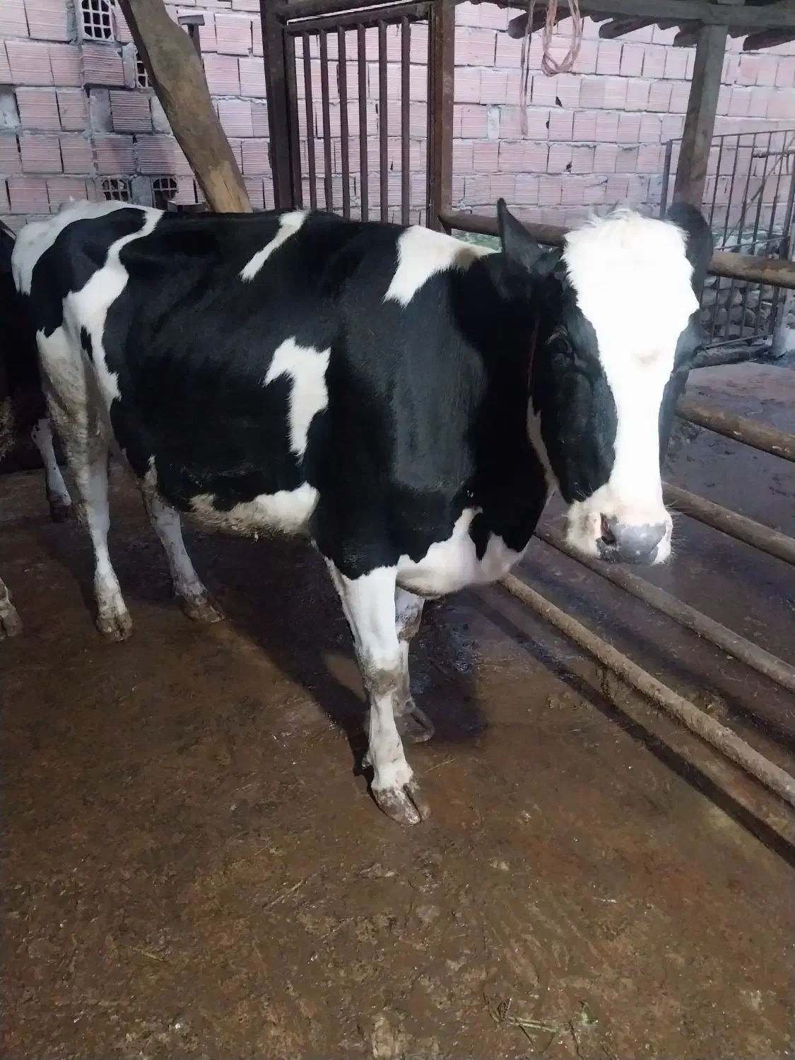 گاو|حیوانات مزرعه|بندر گز, |دیوار