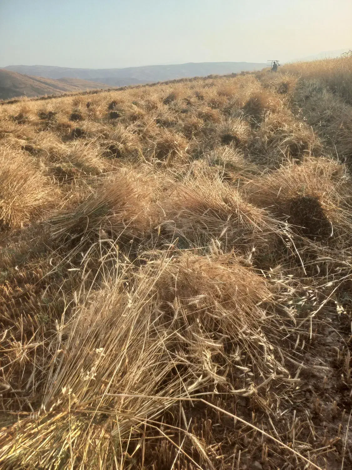 کاه گندم|لوازم جانبی حیوانات|گرمخان, |دیوار