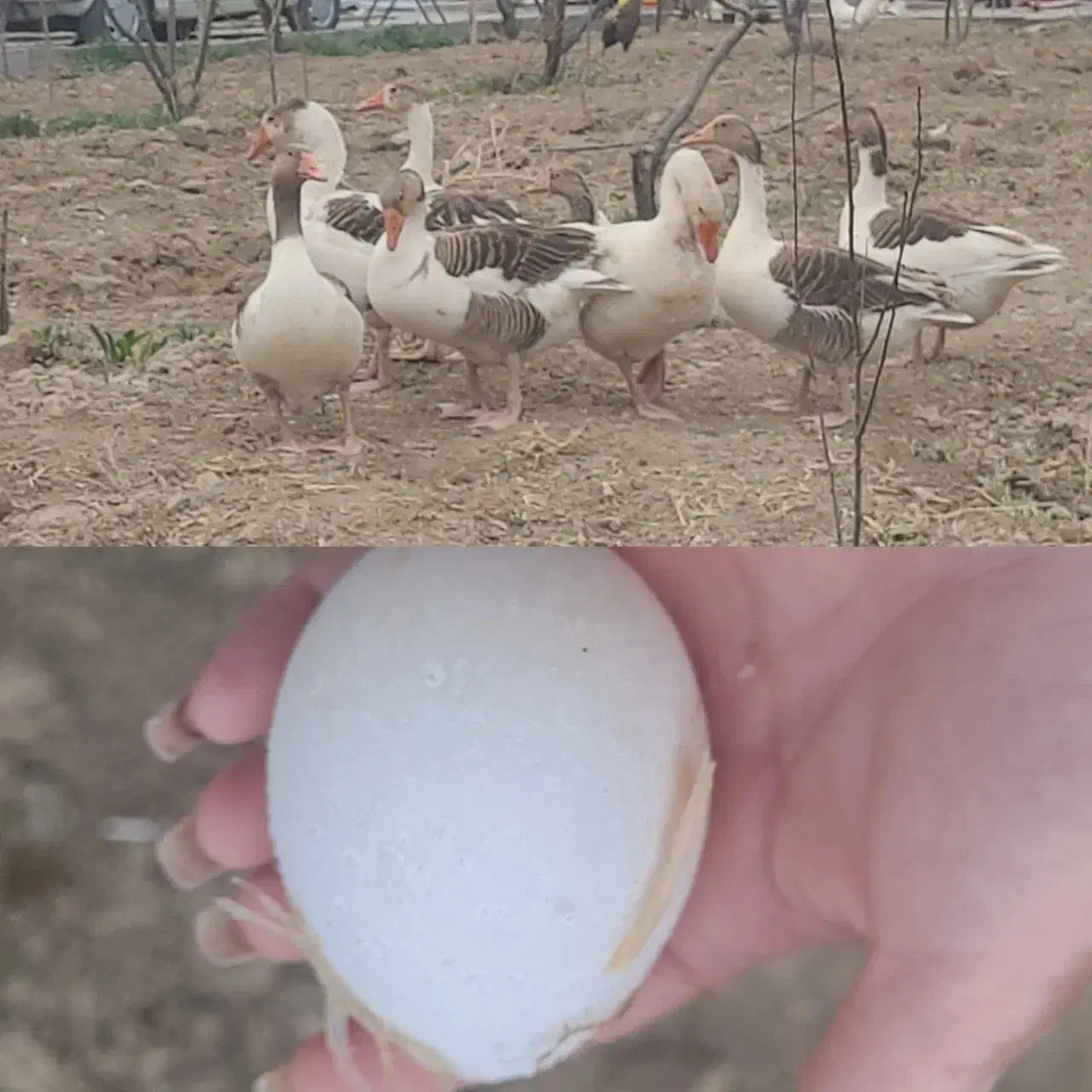 25عدد غاز اوکراینی|حیوانات مزرعه|چهارباغ, |دیوار