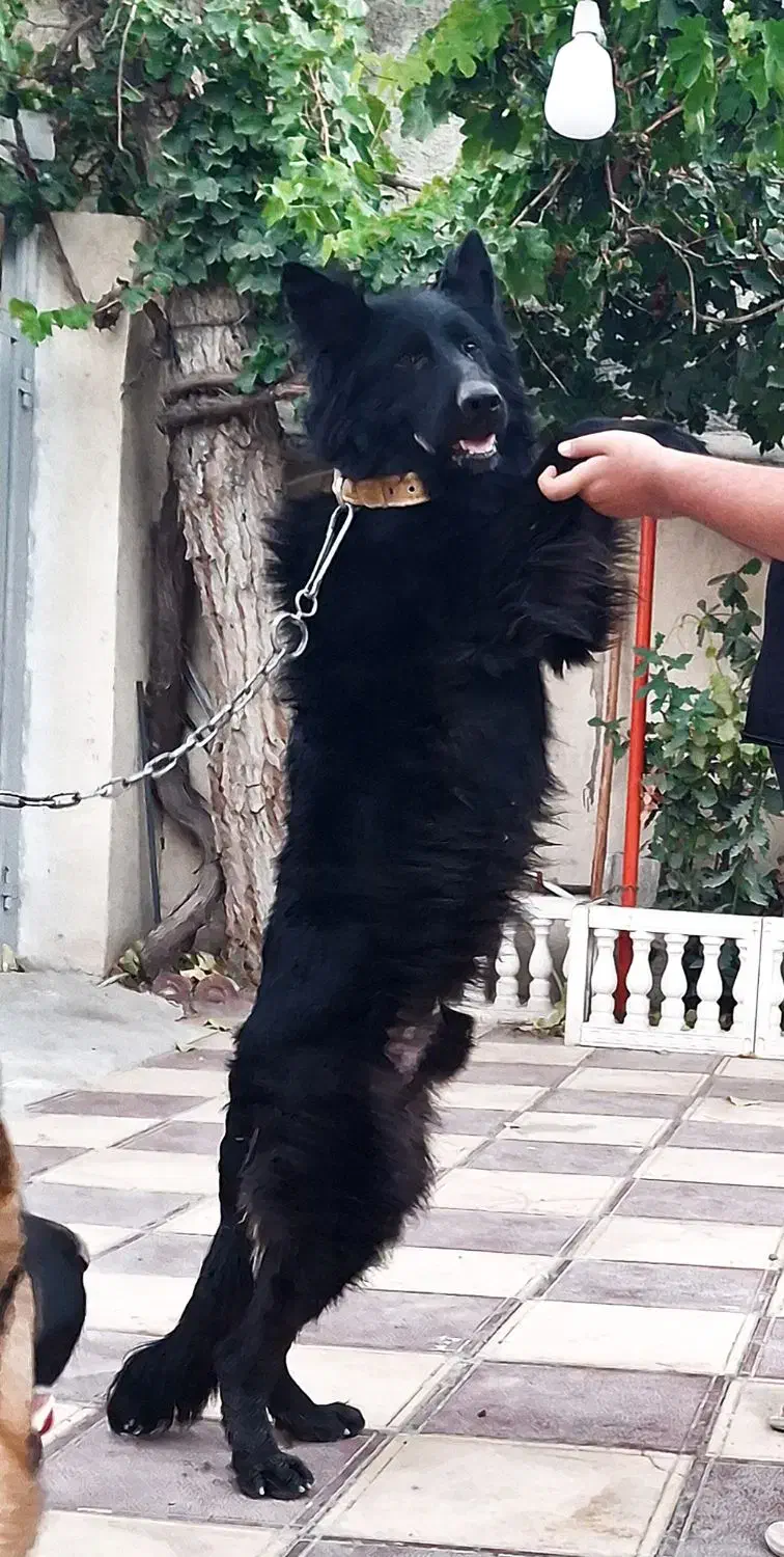 ژرمن بلک شولاین جفت یابی|سگ|کرج, عظیمیه|دیوار