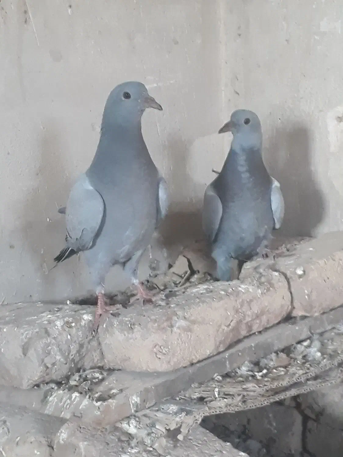 تابلو عکس|تابلو، نقاشی، عکس|میاندوآب, |دیوار