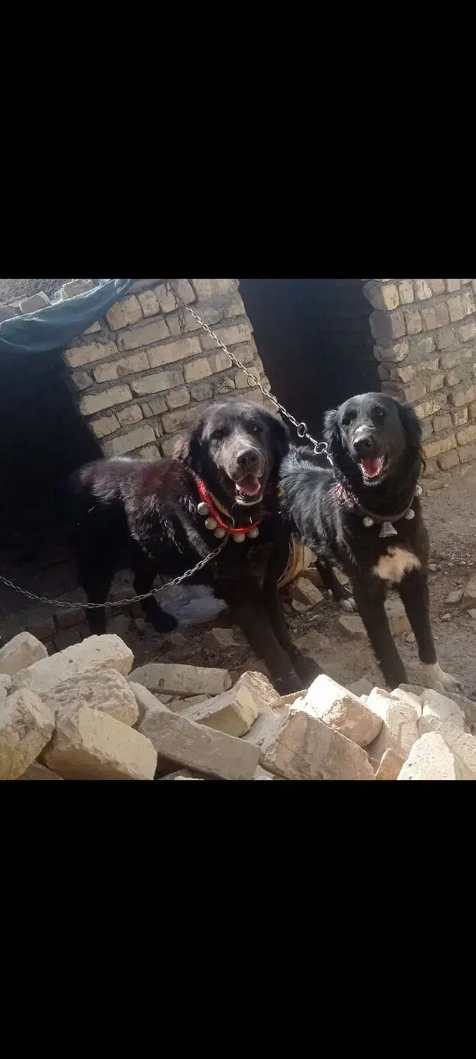 سگ دزدیده شده|سگ|اصفهان, شهرک صنعتی جی|دیوار