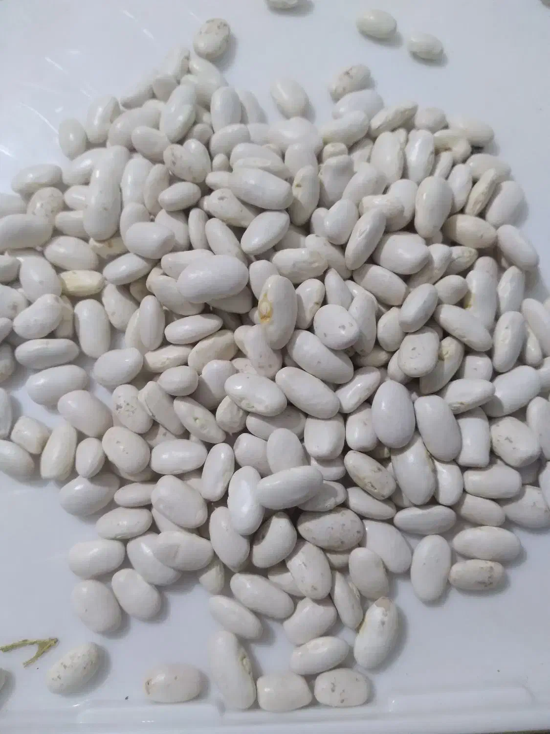 لوبیا سفید  بذری  خوراکی|خوردنی و آشامیدنی|داران, |دیوار