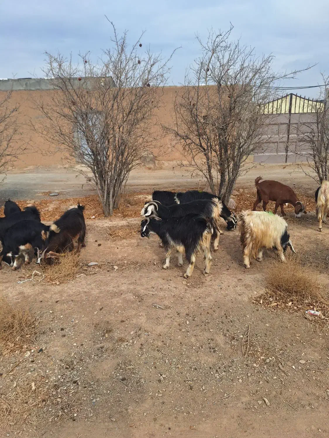 بز و بزغاله|حیوانات مزرعه|نجف‌آباد, حومه نجف آباد|دیوار