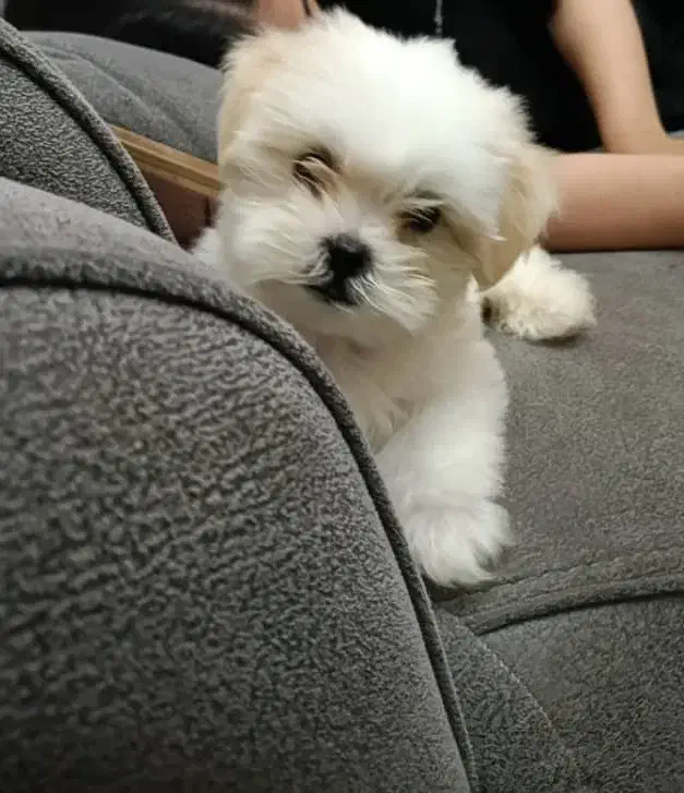 سگ شیتزو پودل عروسکی نر|سگ|تهران, کرمان|دیوار