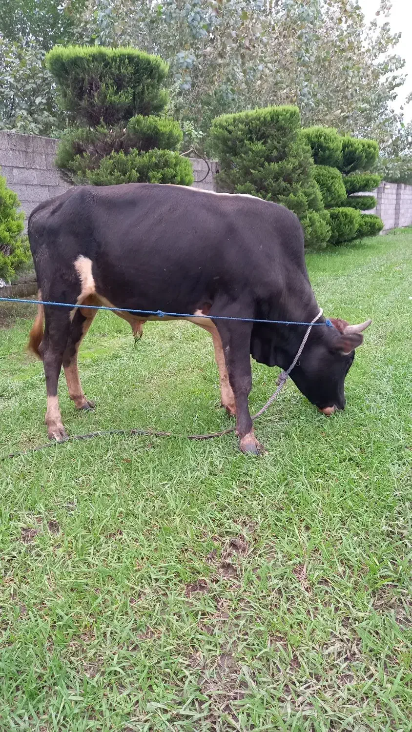 فروش گاو نر محلی|حیوانات مزرعه|طاهرگوراب, |دیوار