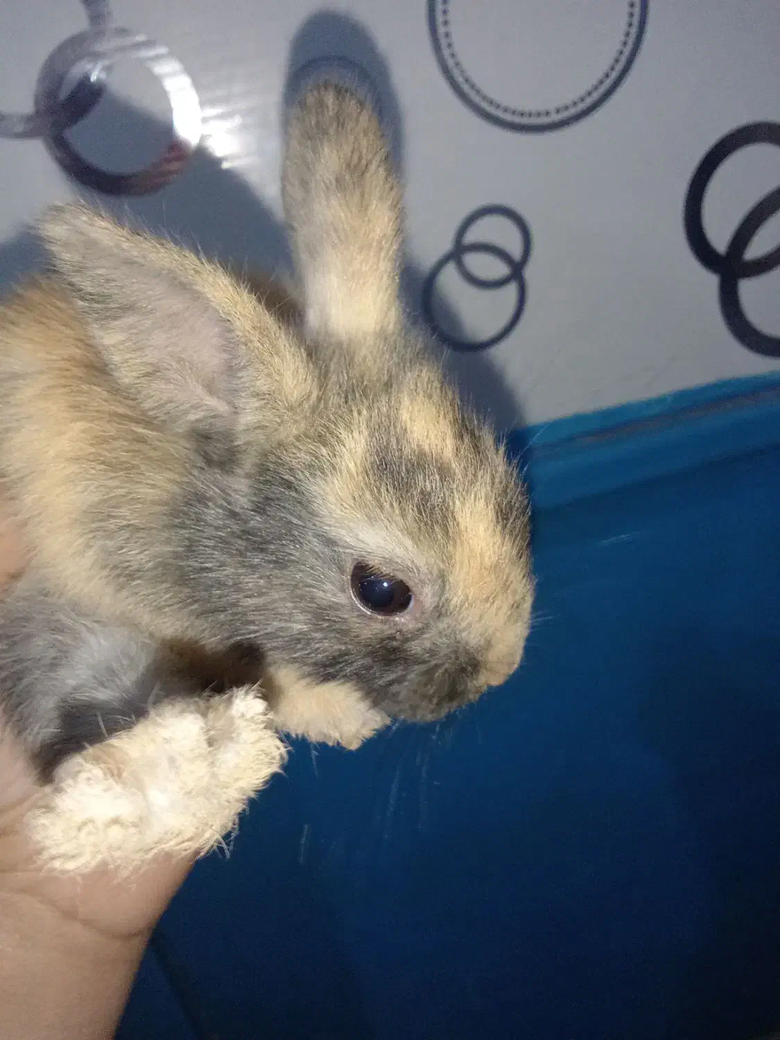 سلام ۵ عدد خرگوش باهوش صحیح و سالم به فروش می‌رسد|موش و خرگوش|آبادان, |دیوار