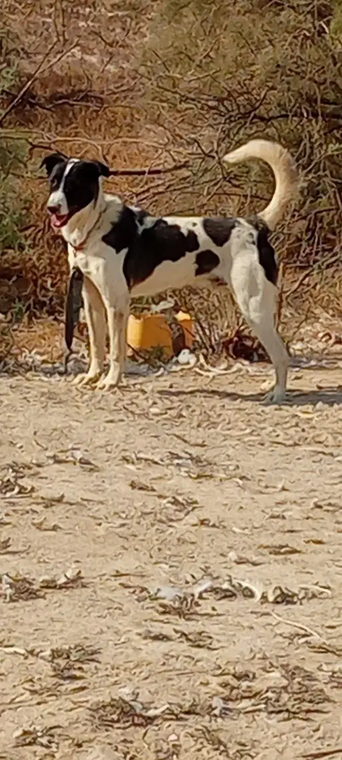 واگذاری سگ|سگ|بندر ماهشهر, |دیوار