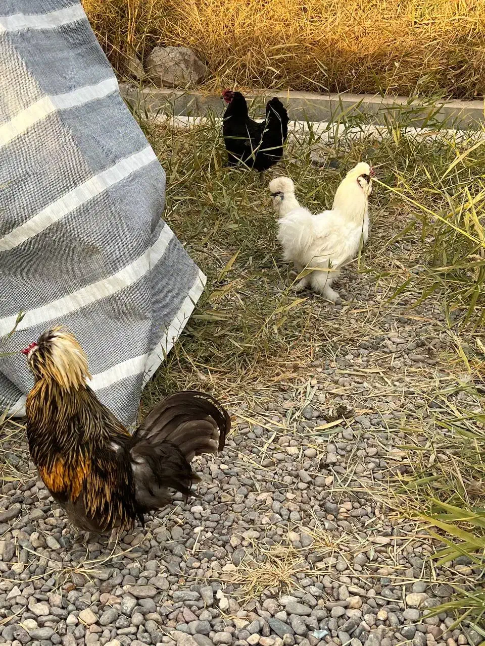 مرغ و خروس مینیاتوری|حیوانات مزرعه|میانه, |دیوار