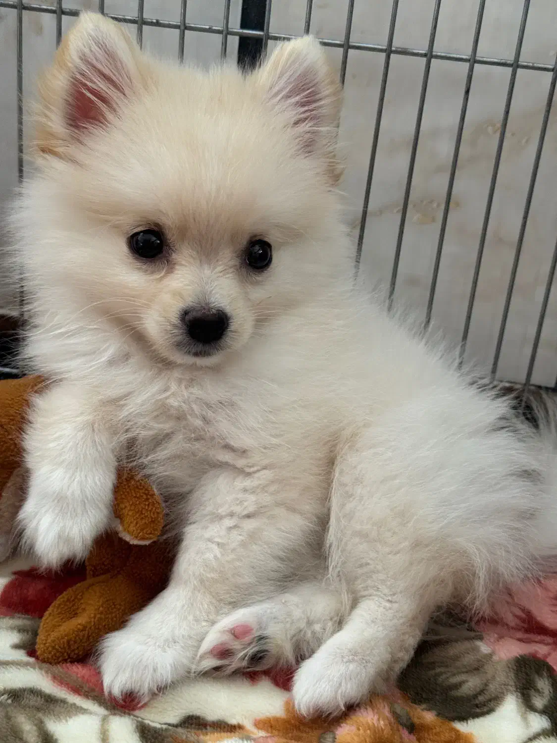 سگ نر پامرانین|سگ|نورآباد ممسنی, |دیوار