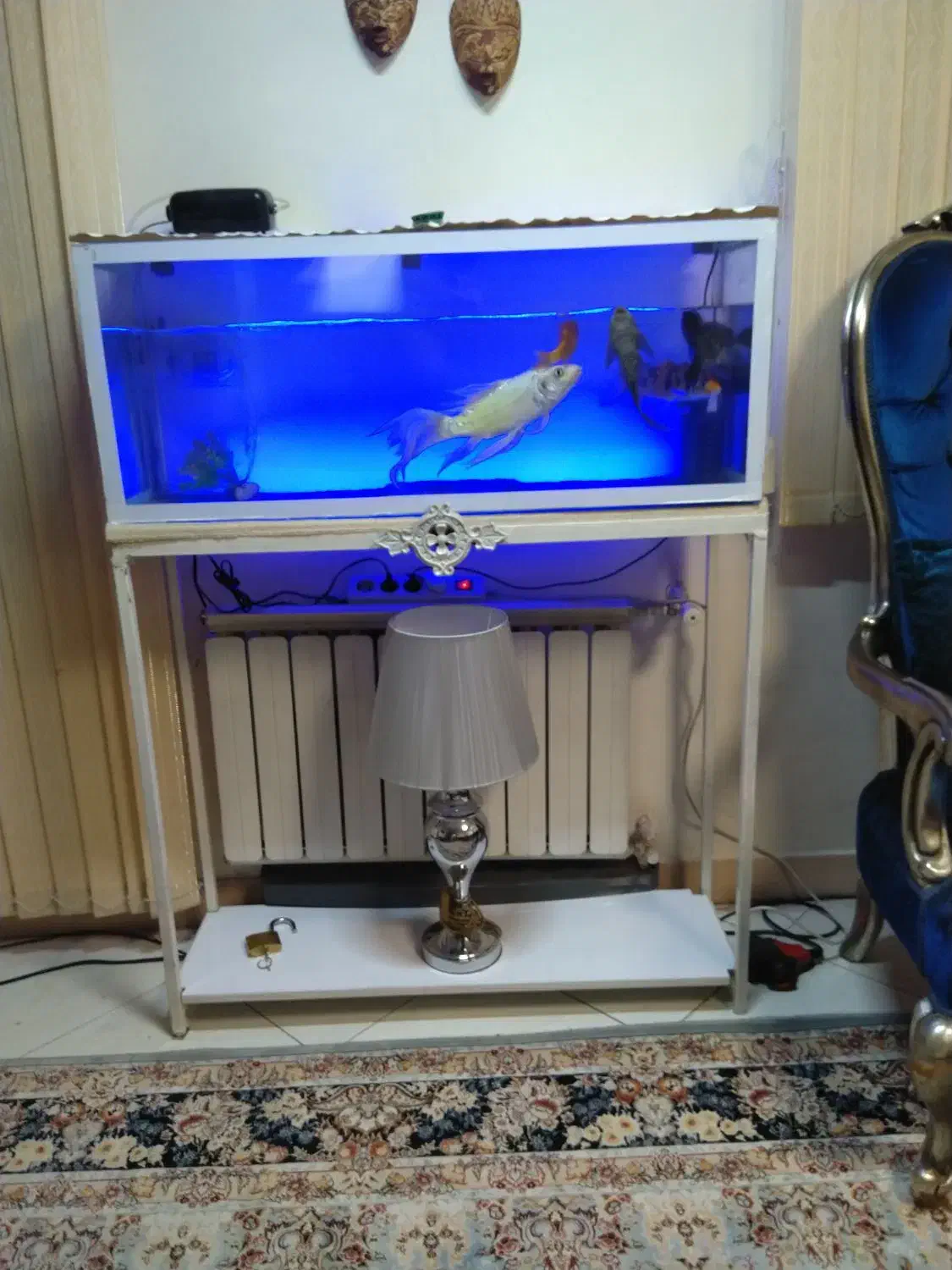 ماهی و اکواریوم|ماهی|تهران, جوادیه تهرانپارس|دیوار